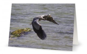 Heron in Flight