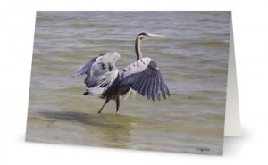 Heron standing