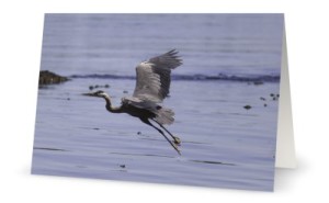 Heron in Flight