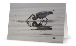 Heron with Fish